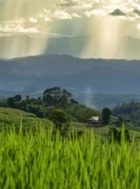 3.21世界森林日，一起为我们的家园添点绿吧！(图9)