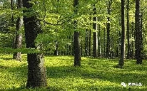 3.21世界森林日，一起为我们的家园添点绿吧！(图13)