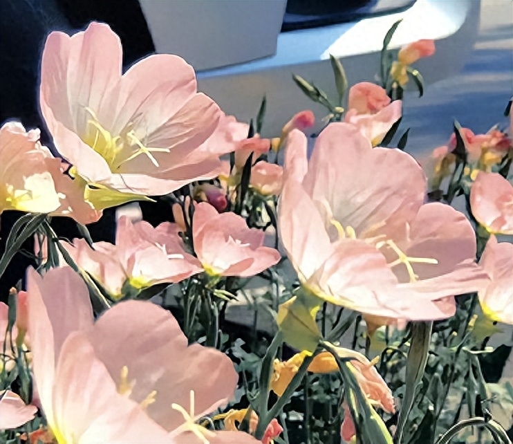 原耽中少年意气风发句子(图2)