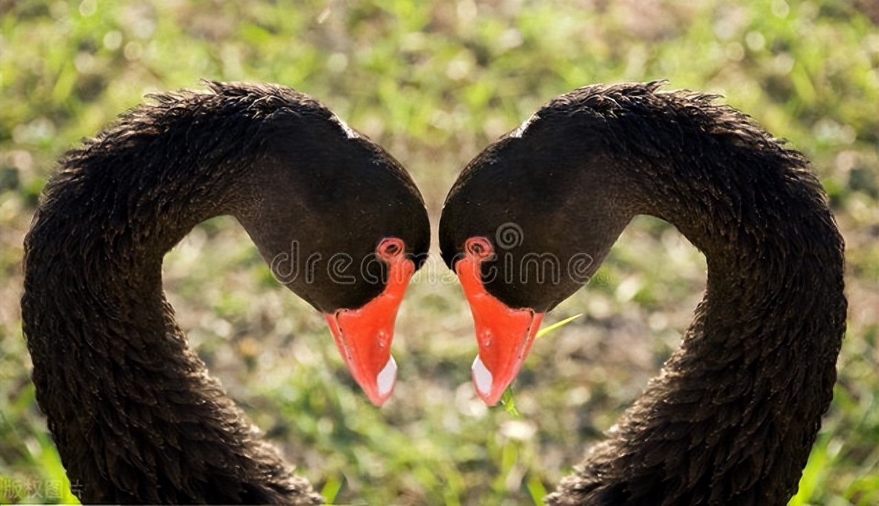 忠诚，成功的必要条件？看看这些名人名言吧！(图1)