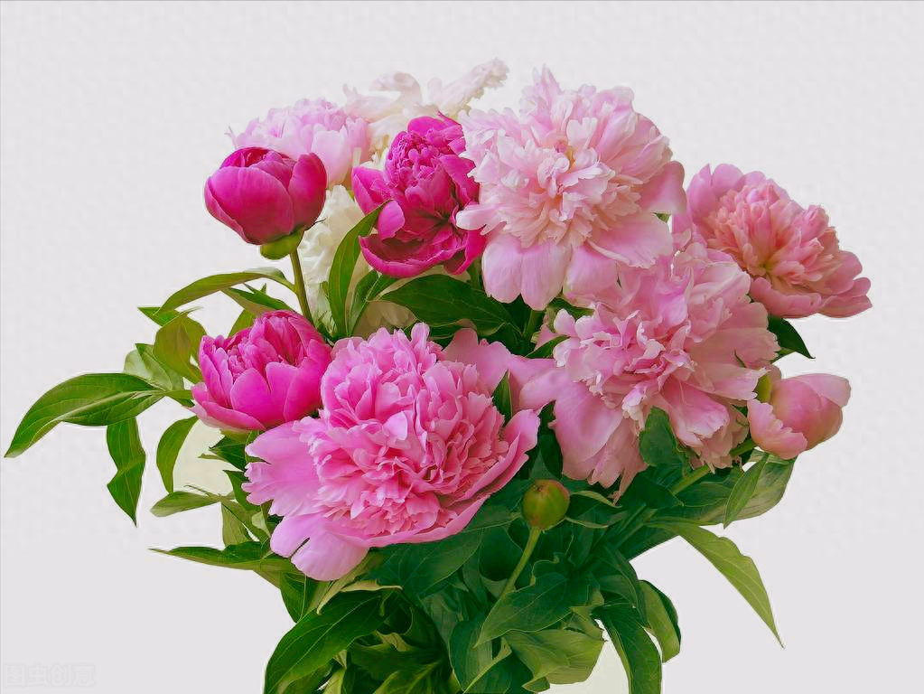 一花一祝福，6.19“父亲节”快乐，感恩父爱如山，父爱真情永相伴(图7)