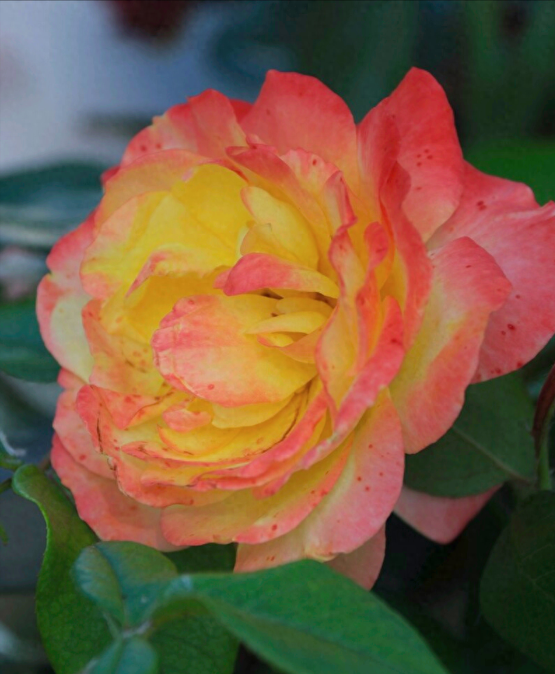 一花一祝福，6.19“父亲节”快乐，感恩父爱如山，父爱真情永相伴(图9)