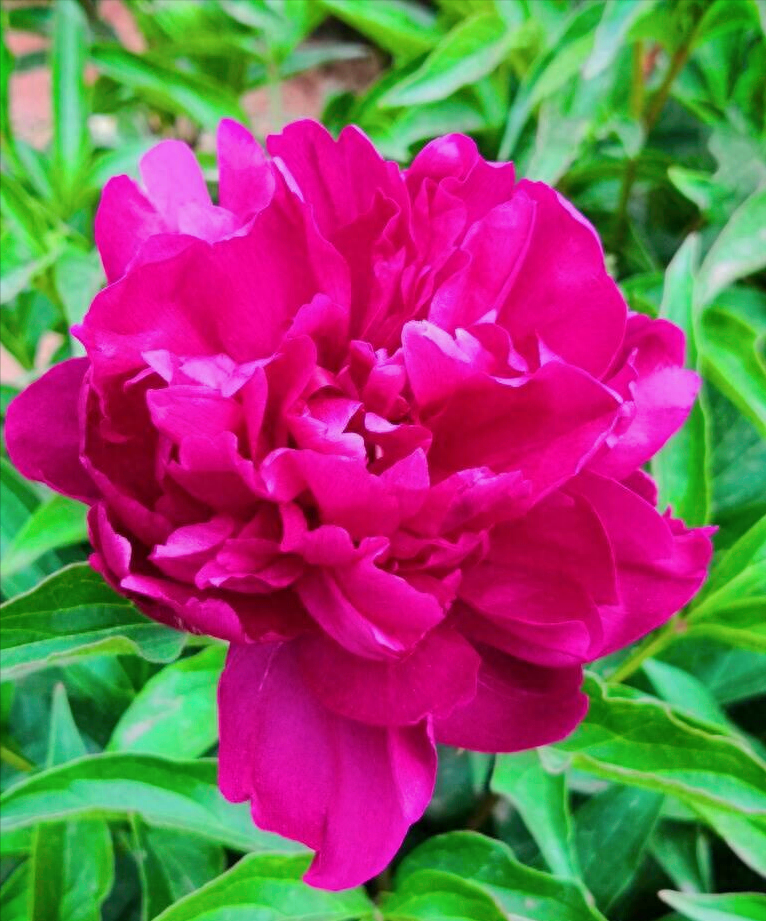 一花一祝福，6.19“父亲节”快乐，感恩父爱如山，父爱真情永相伴(图15)