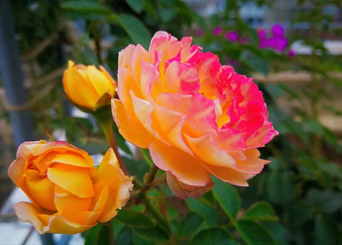 一花一祝福，6.19“父亲节”快乐，感恩父爱如山，父爱真情永相伴(图19)