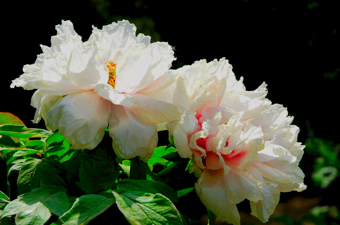 一花一祝福，6.19“父亲节”快乐，感恩父爱如山，父爱真情永相伴(图21)