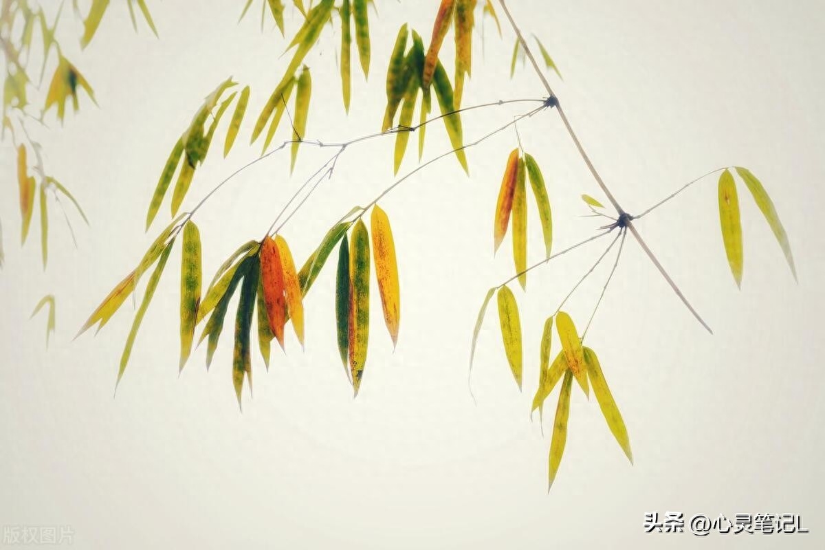 20句自省的名言，送给迷茫的自己(图1)