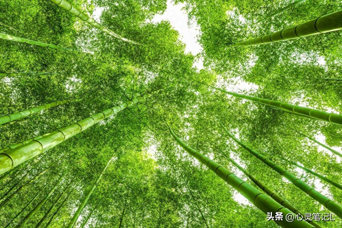 20句自省的名言，送给迷茫的自己(图2)