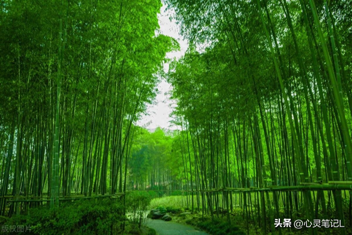 20句自省的名言，送给迷茫的自己(图3)