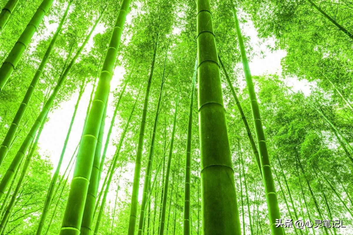 20句自省的名言，送给迷茫的自己(图4)