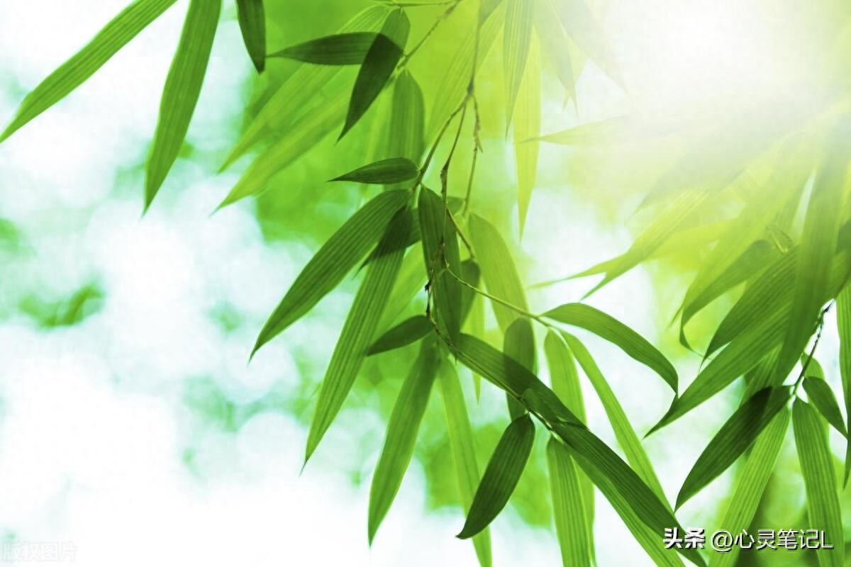 20句自省的名言，送给迷茫的自己(图5)