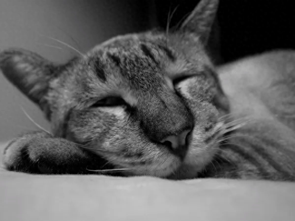 全新熬夜的文案发朋友圈 关于熬夜的俏皮文案(图1)