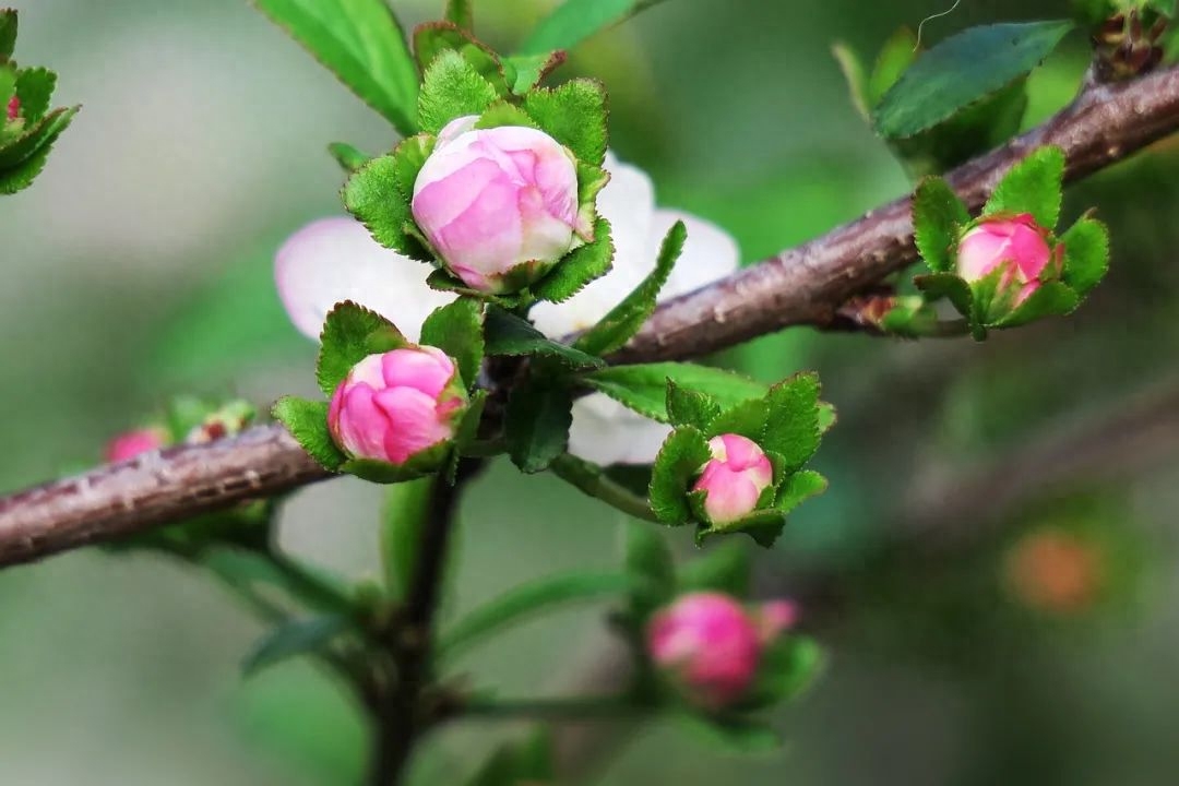 重温朱自清《春》，太美了！(图6)