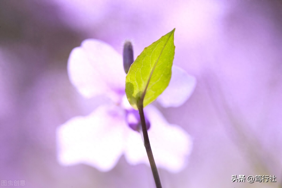 好好做饭，就是最正经的事(图1)
