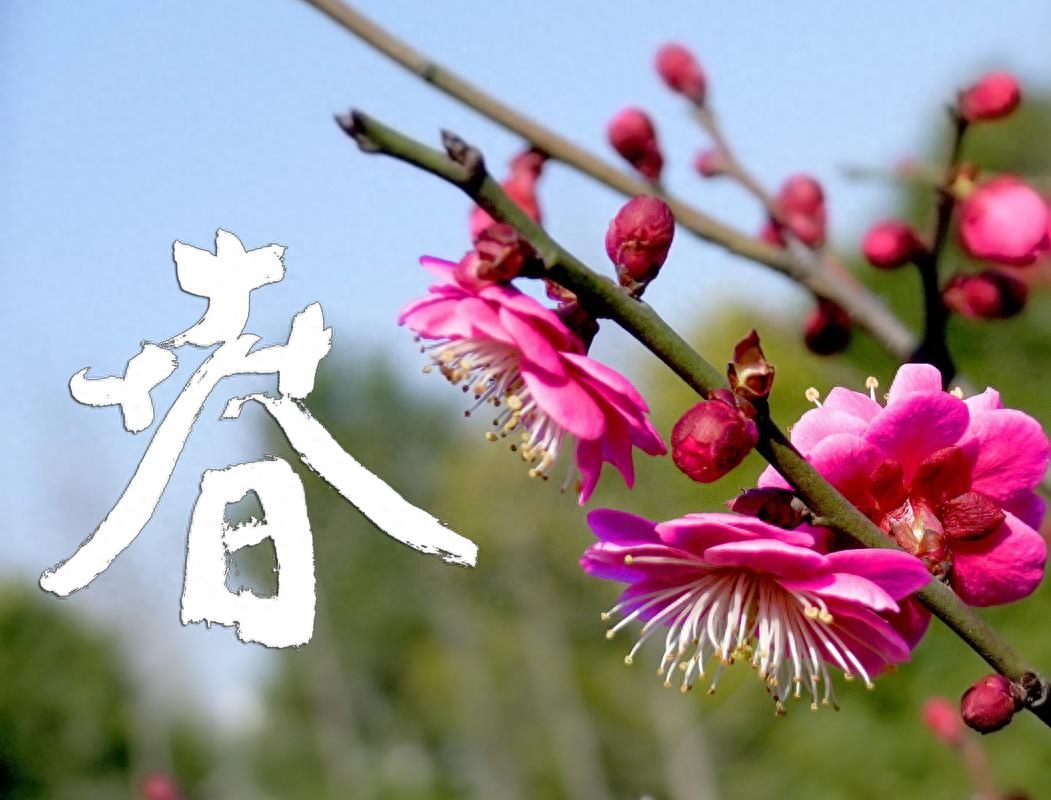 写作中经常引用的描写春天的诗句大全，收藏了(图1)