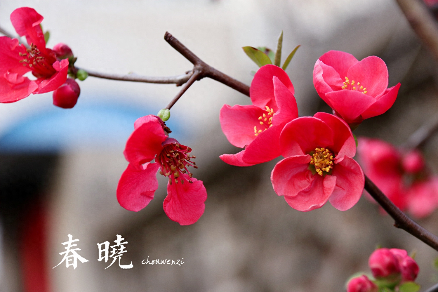 写作中经常引用的描写春天的诗句大全，收藏了(图2)