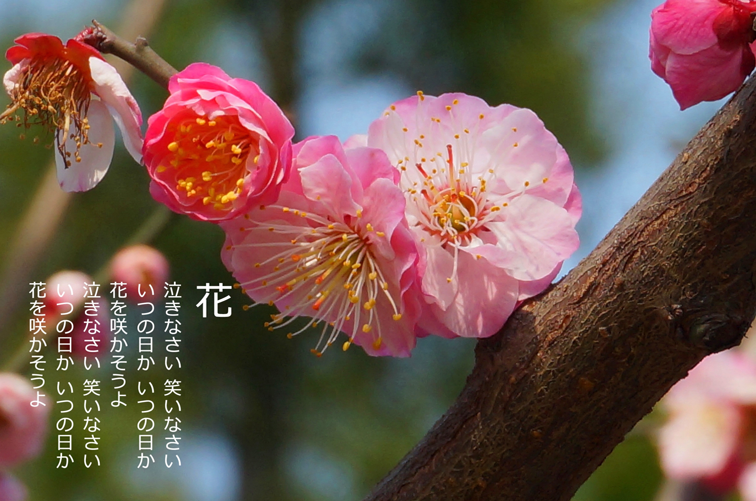 写作中经常引用的描写春天的诗句大全，收藏了(图3)