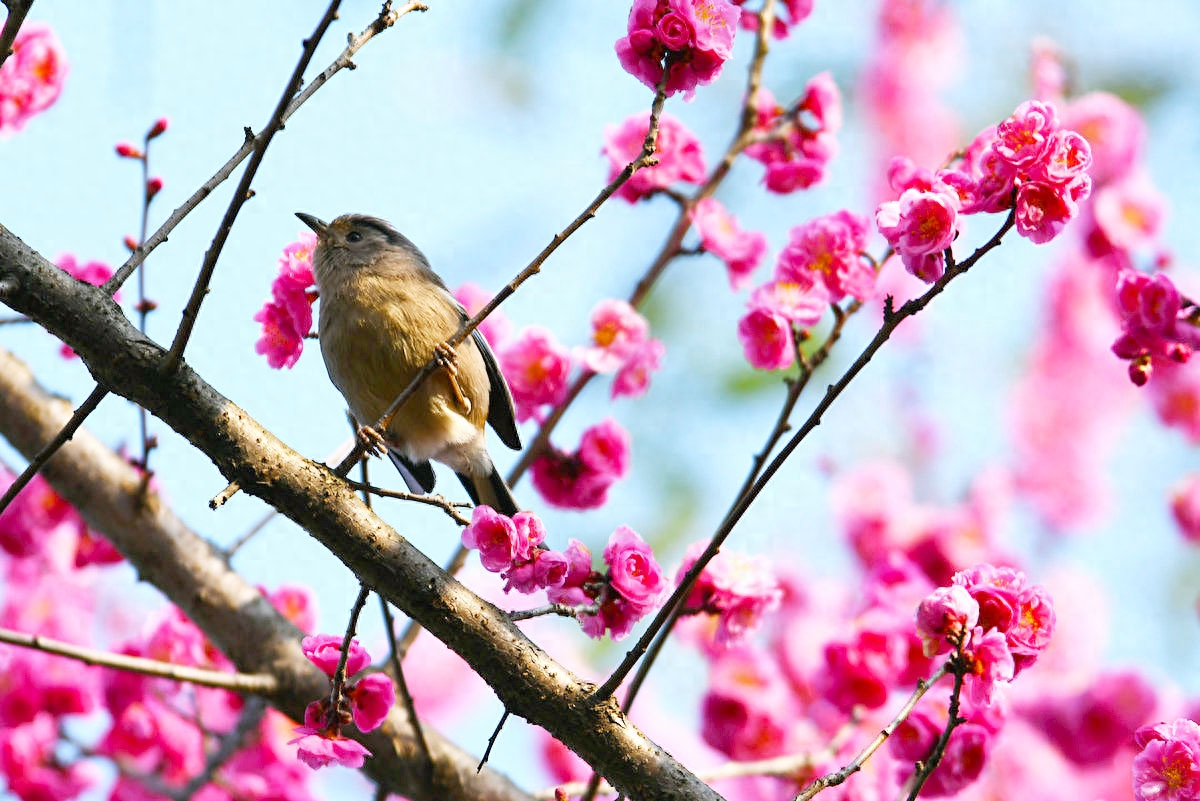写作中经常引用的描写春天的诗句大全，收藏了(图4)