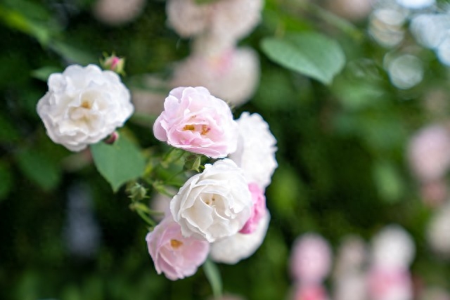 万千情丝，无法斩断，最深的爱，成了最深的想念(图1)