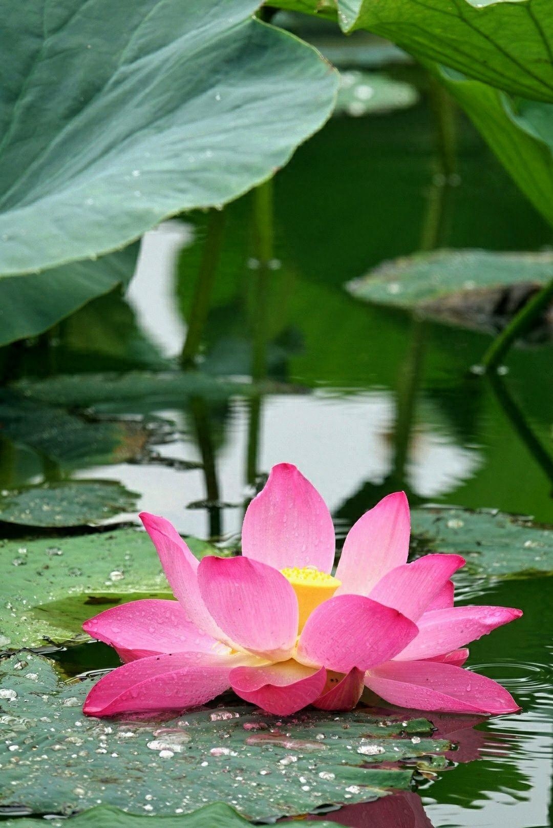 红尘太浅，情丝太长，愿你随遇而安，不纠缠于心(图1)