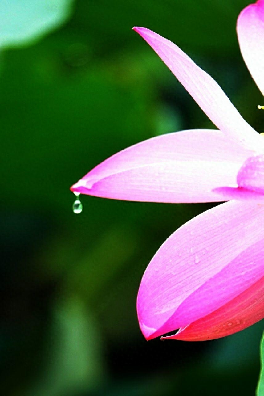 红尘太浅，情丝太长，愿你随遇而安，不纠缠于心(图2)