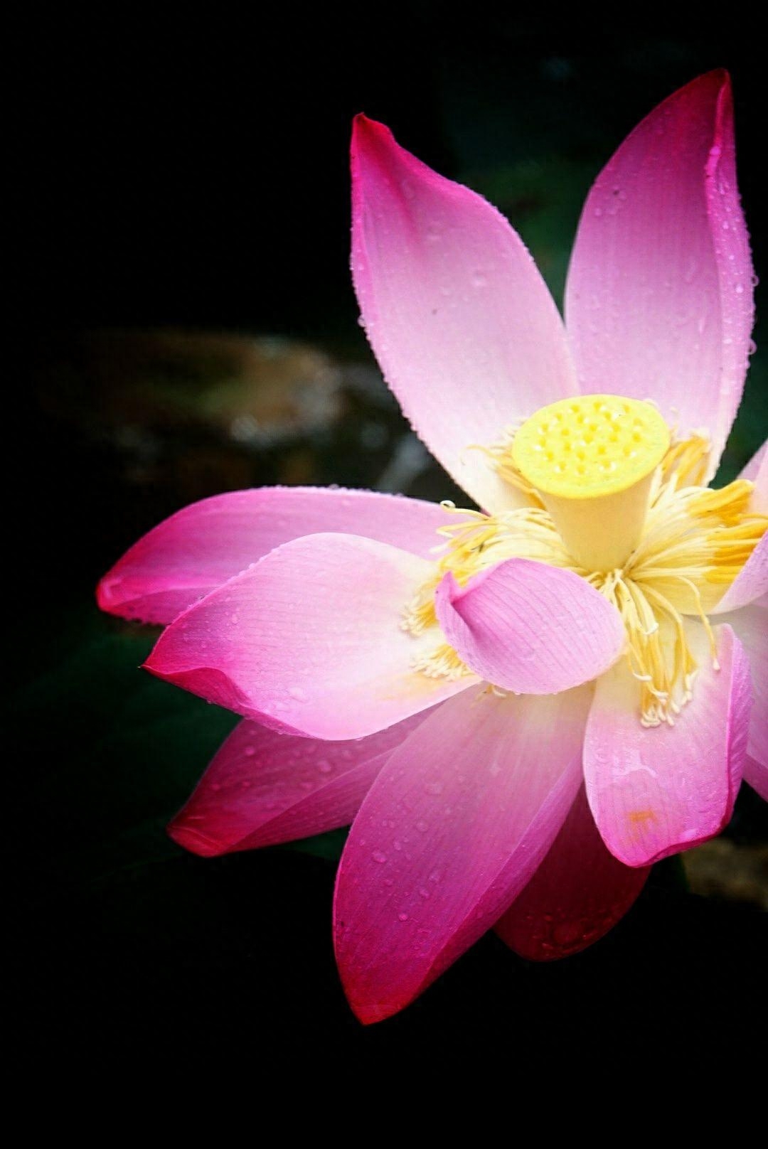 红尘太浅，情丝太长，愿你随遇而安，不纠缠于心(图3)