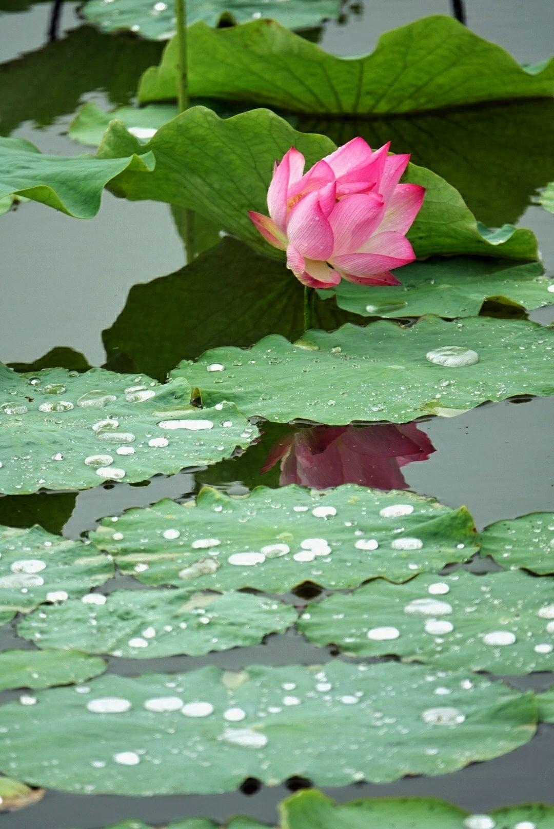 红尘太浅，情丝太长，愿你随遇而安，不纠缠于心(图5)