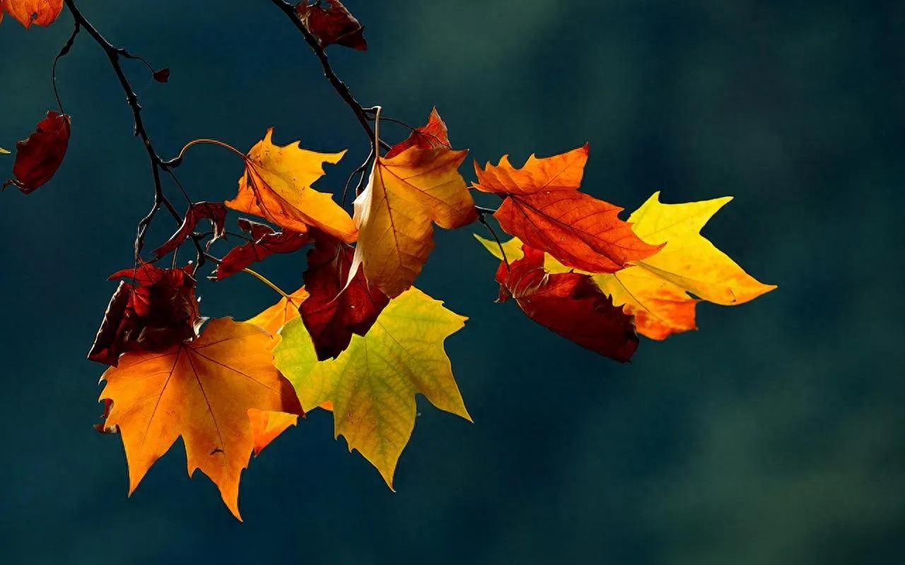 适逢秋意，相思起兮，愿时光待你温柔，一切皆安(图1)