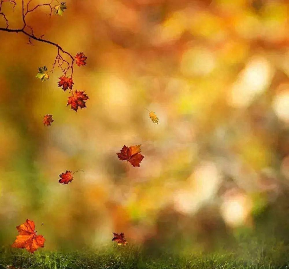 适逢秋意，相思起兮，愿时光待你温柔，一切皆安(图3)