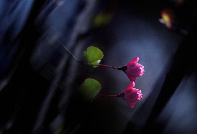 有一种爱，永远不会消失，有一种情，成了一生的守候(图2)