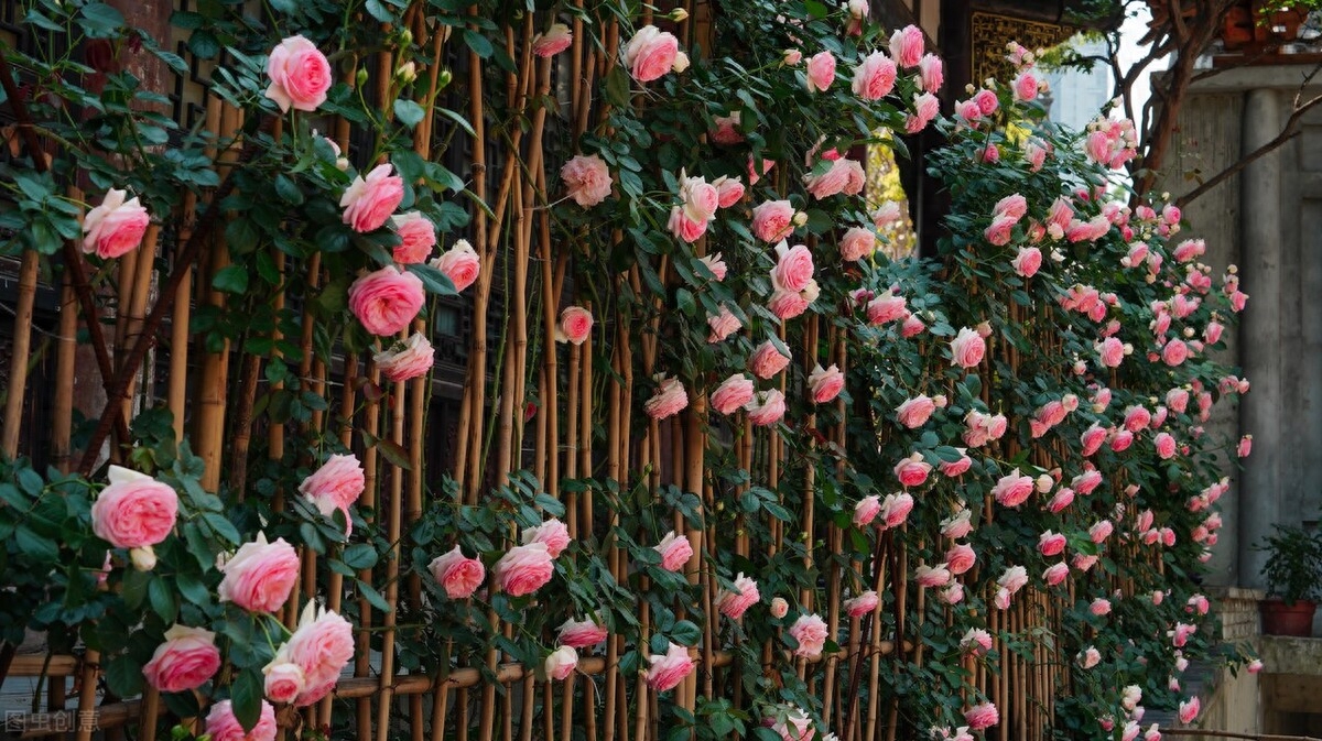 一念执着，情丝缠绕，天涯海角，思念依旧(图1)