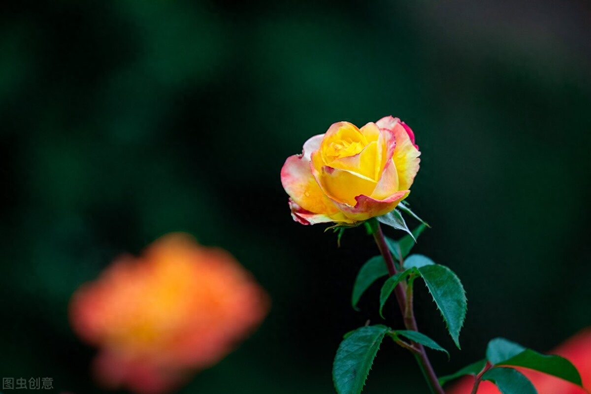 一念执着，情丝缠绕，天涯海角，思念依旧(图2)