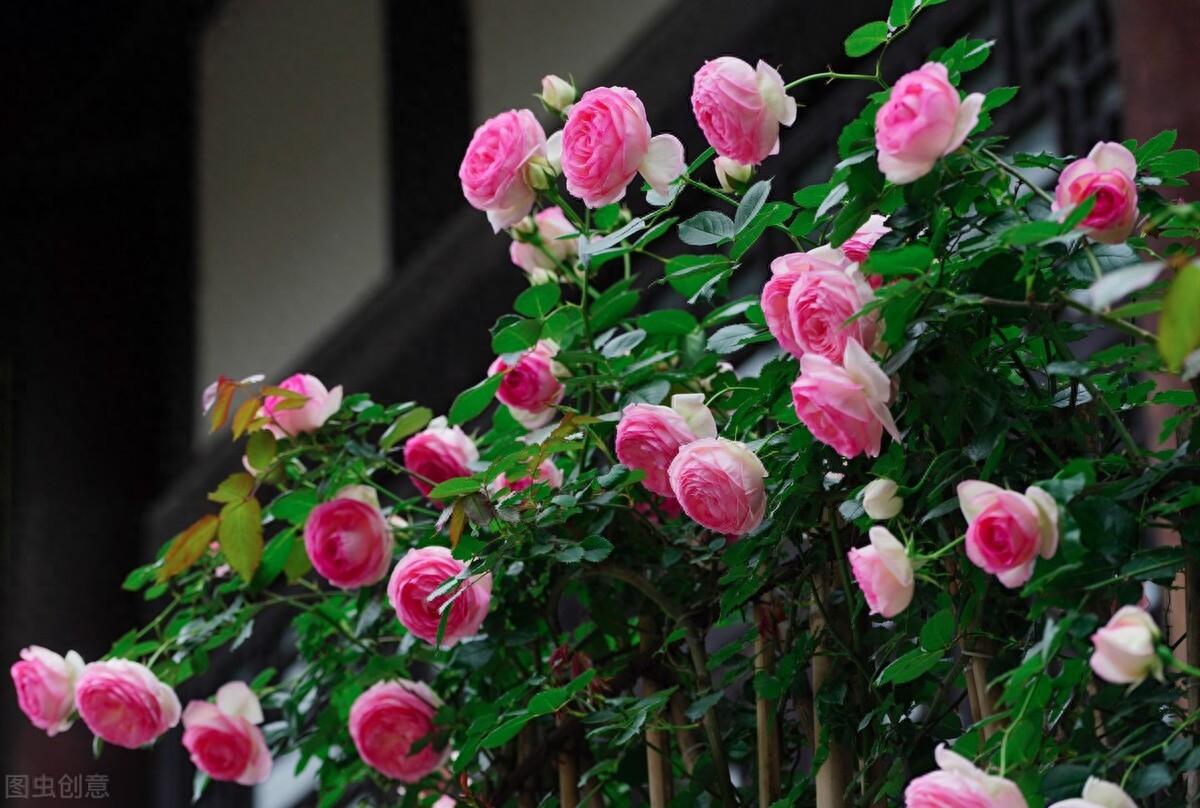 一念执着，情丝缠绕，天涯海角，思念依旧(图3)