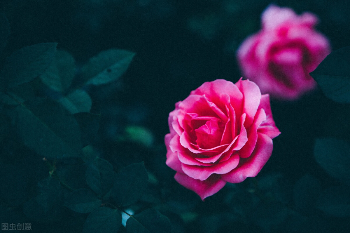 一念执着，情丝缠绕，天涯海角，思念依旧(图4)