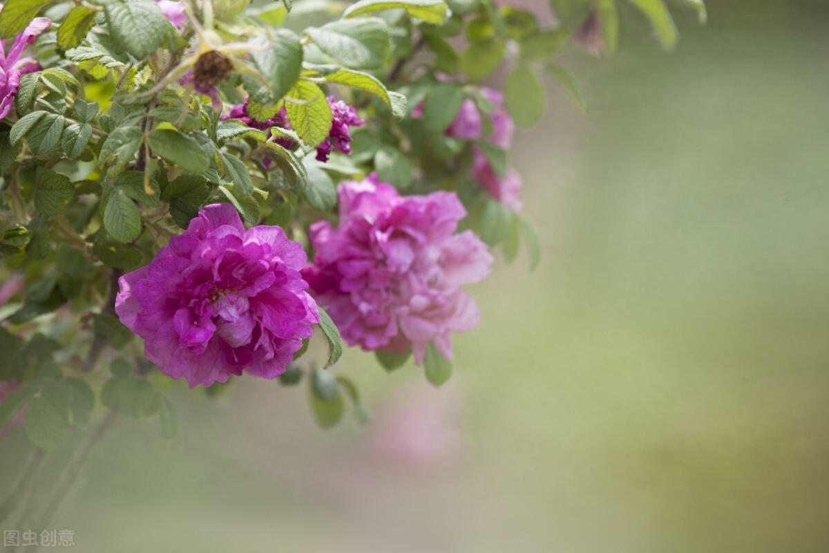 一念执着，情丝缠绕，天涯海角，思念依旧(图5)
