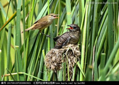 “鹊巢鸠占”原意竟然是你情我愿！《诗经》上是这么说的……(图1)