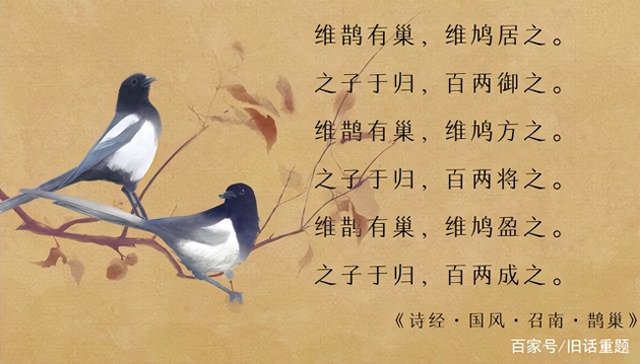 闲读《诗经》/《鹊巢》：“鸠占鹊巢”原来是弃妇的怨歌(图2)