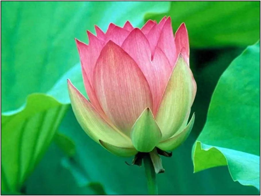 扎心语录，句句入魂7(图1)