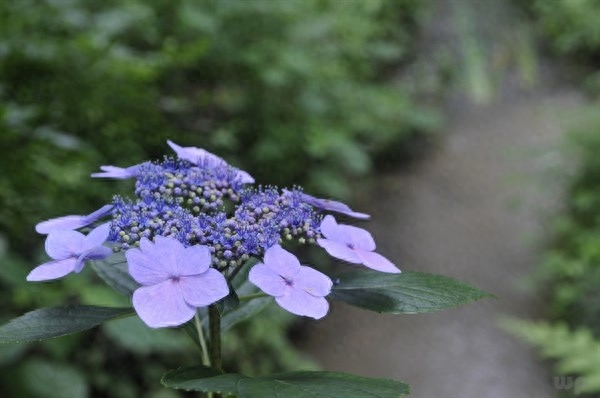 半生已过，静而不争，学会沉默，一切随缘(图2)