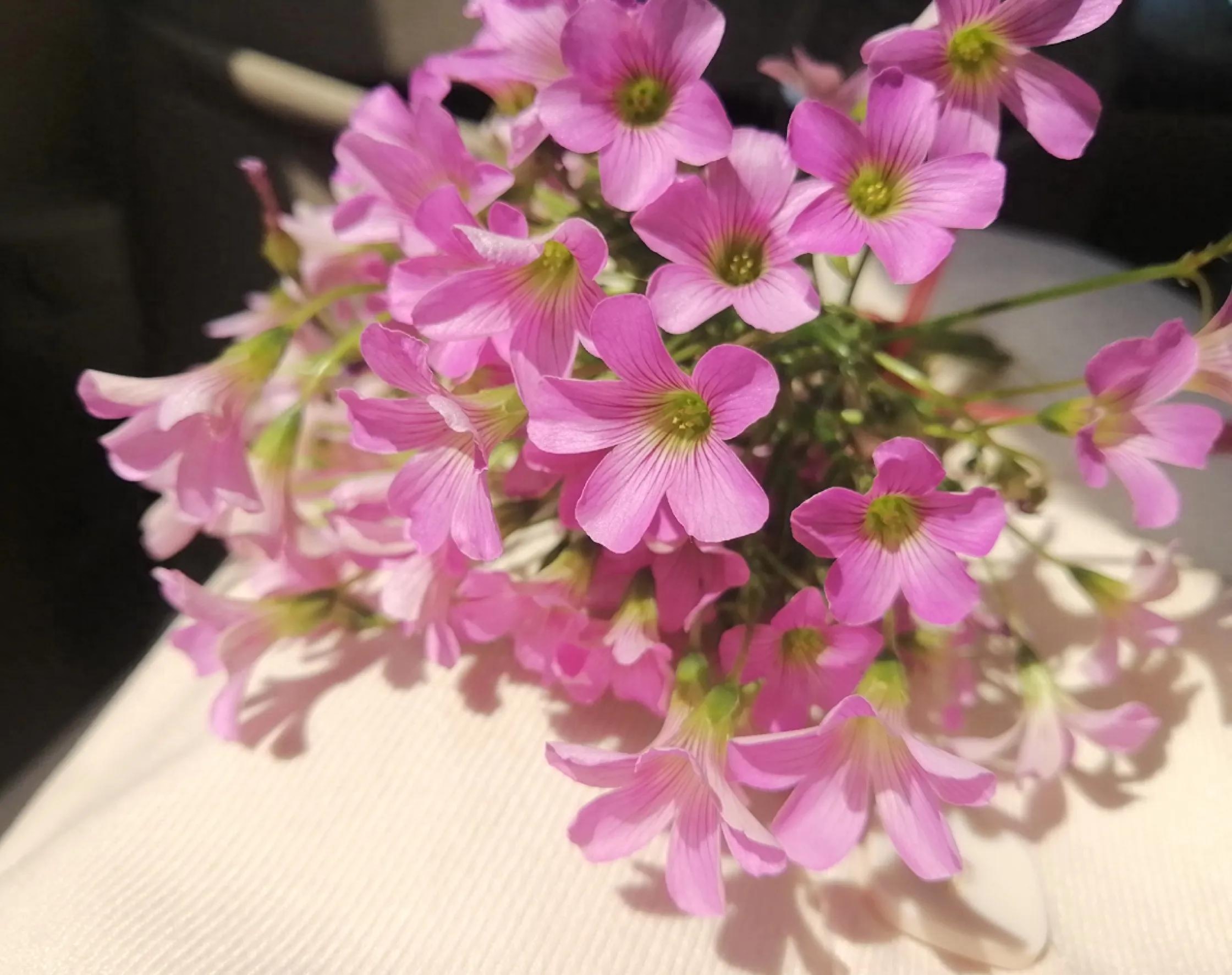 育才先育人，育人先育德（小学家长教育心得）(图1)