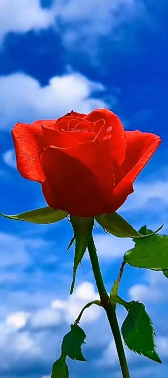 不是别人不及你，而是别人不是你，我心里只有你，我今生只爱你(图2)