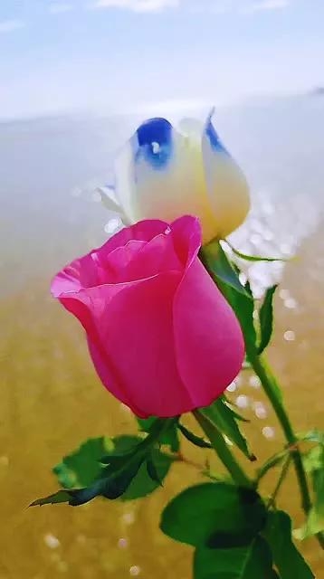 不是别人不及你，而是别人不是你，我心里只有你，我今生只爱你(图3)