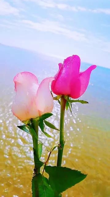 不是别人不及你，而是别人不是你，我心里只有你，我今生只爱你(图4)