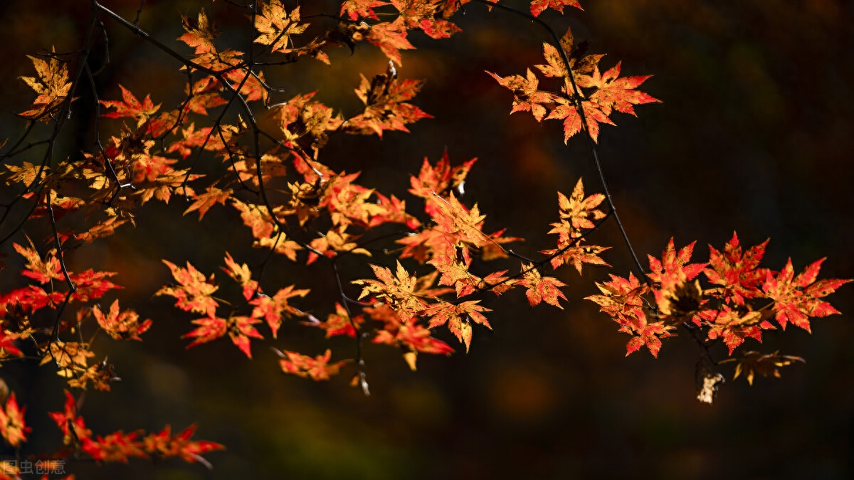 想你了，亲爱的，爱过一次，相思一生，缘分尽了，思念永恒(图2)