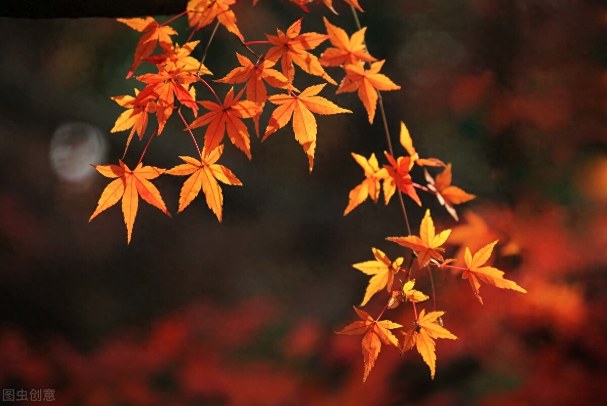 想你了，亲爱的，爱过一次，相思一生，缘分尽了，思念永恒(图3)