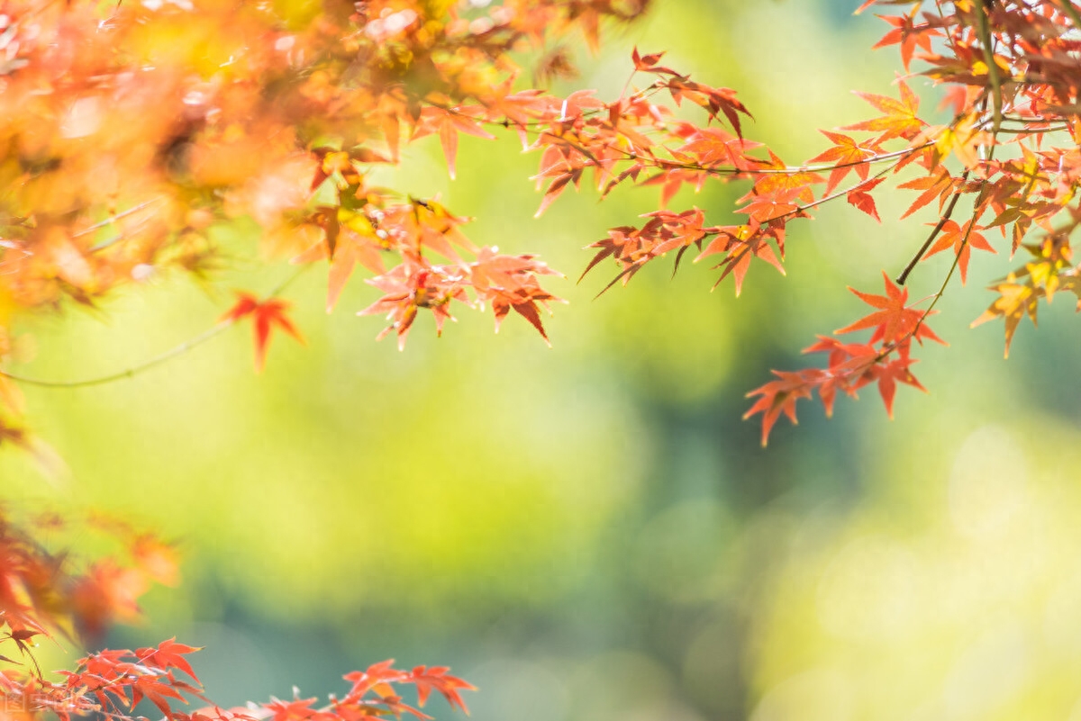 想你了，亲爱的，爱过一次，相思一生，缘分尽了，思念永恒(图4)