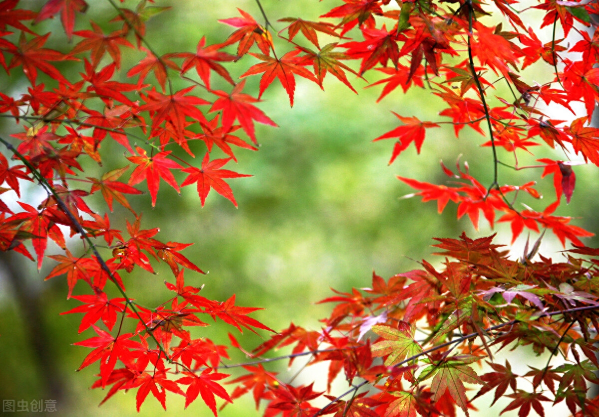 想你了，亲爱的，爱过一次，相思一生，缘分尽了，思念永恒(图5)