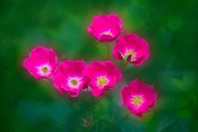 一次相遇，一生珍惜，深深地想念，成了心里的永恒(图1)