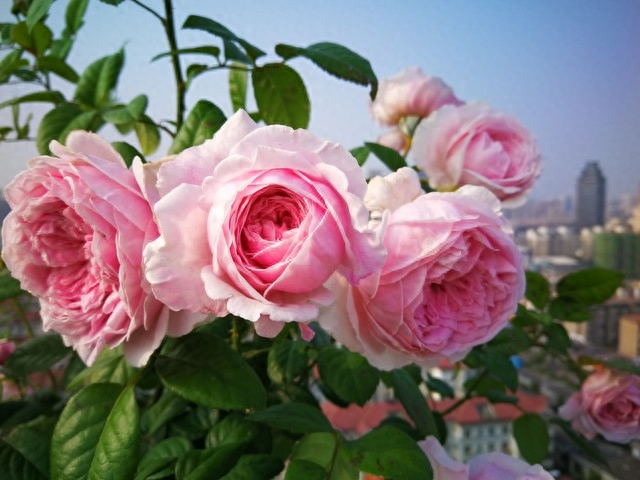 一次相遇，一生珍惜，深深地想念，成了心里的永恒(图2)