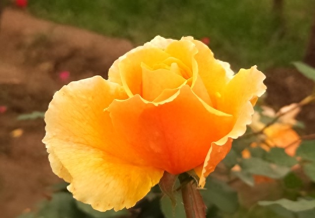 一次相遇，一生珍惜，深深地想念，成了心里的永恒(图4)