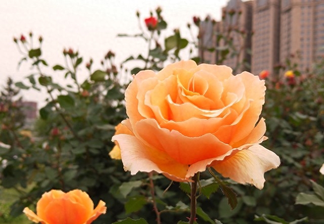 一次相遇，一生珍惜，深深地想念，成了心里的永恒(图5)